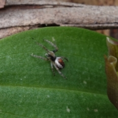 Araneinae (subfamily) at Cotter River, ACT - 21 Oct 2021