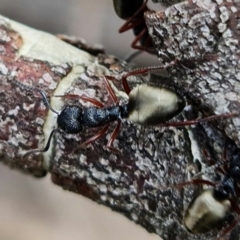 Dolichoderus scabridus (Dolly ant) at Brindabella, NSW - 21 Oct 2021 by RobG1