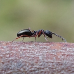 Dolichoderus scabridus at Brindabella, NSW - 21 Oct 2021 10:54 AM