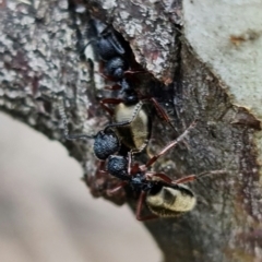 Dolichoderus scabridus at Brindabella, NSW - 21 Oct 2021 10:54 AM