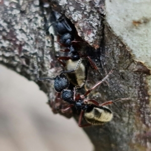 Dolichoderus scabridus at Brindabella, NSW - 21 Oct 2021