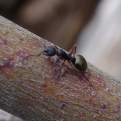 Dolichoderus scabridus at Brindabella, NSW - 21 Oct 2021