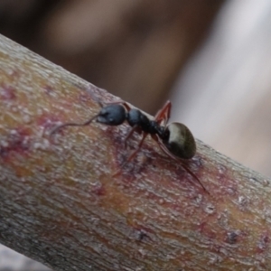 Dolichoderus scabridus at Brindabella, NSW - 21 Oct 2021