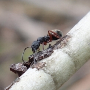 Dolichoderus scabridus at Brindabella, NSW - 21 Oct 2021 10:54 AM