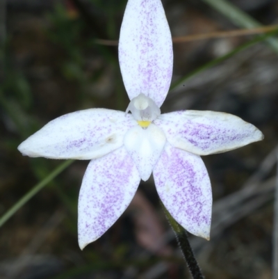 Glossodia major (Wax Lip Orchid) at Black Mountain - 17 Oct 2021 by jb2602