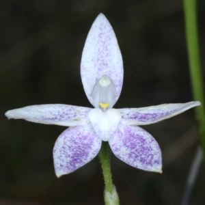 Glossodia major at Acton, ACT - 17 Oct 2021