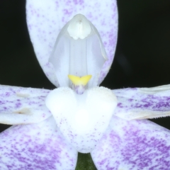 Glossodia major at Acton, ACT - suppressed