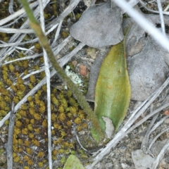 Glossodia major at Acton, ACT - suppressed