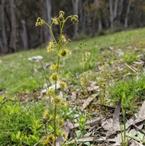 Drosera gunniana at Currawang, NSW - 22 Oct 2021