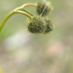 Drosera gunniana at Currawang, NSW - 22 Oct 2021