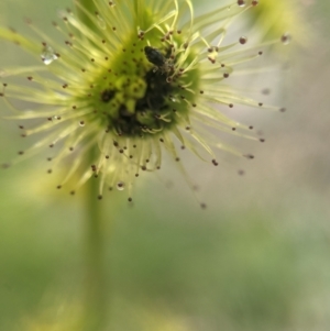 Drosera gunniana at Currawang, NSW - 22 Oct 2021