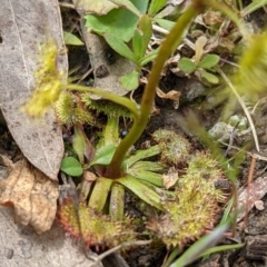 Drosera gunniana at Currawang, NSW - 22 Oct 2021