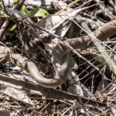 Demansia psammophis (Yellow-faced Whipsnake) at Paddys River, ACT - 22 Oct 2021 by SWishart