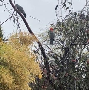 Callocephalon fimbriatum at Ainslie, ACT - 30 Sep 2021