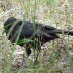 Corcorax melanorhamphos (White-winged Chough) at Queanbeyan West, NSW - 22 Oct 2021 by Paul4K