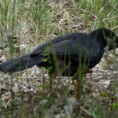 Corcorax melanorhamphos at Queanbeyan West, NSW - 22 Oct 2021 10:27 AM