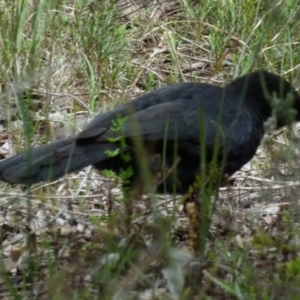 Corcorax melanorhamphos at Queanbeyan West, NSW - 22 Oct 2021 10:27 AM