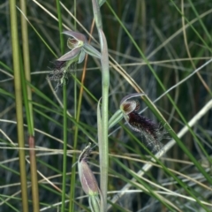 Calochilus platychilus (Purple Beard Orchid) at Bruce, ACT - 18 Oct 2021 by jb2602