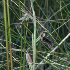 Calochilus platychilus at Bruce, ACT - 18 Oct 2021