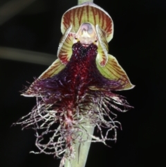 Calochilus platychilus at Bruce, ACT - 18 Oct 2021