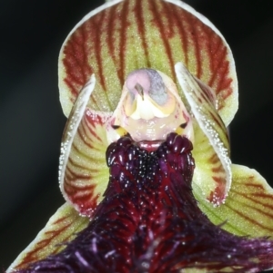 Calochilus platychilus at Bruce, ACT - 18 Oct 2021