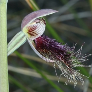 Calochilus platychilus at Bruce, ACT - 18 Oct 2021