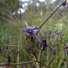 Dianella revoluta (Black-Anther Flax Lily) at Bicentennial Park - 21 Oct 2021 by Paul4K