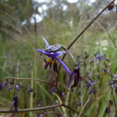 Dianella revoluta (Black-Anther Flax Lily) at Queanbeyan West, NSW - 22 Oct 2021 by Paul4K