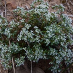 Poranthera microphylla (Small Poranthera) at Queanbeyan West, NSW - 21 Oct 2021 by Paul4K