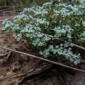 Poranthera microphylla at Queanbeyan West, NSW - 22 Oct 2021