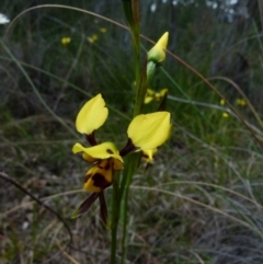 Diuris sulphurea (Tiger Orchid) at Queanbeyan West, NSW - 21 Oct 2021 by Paul4K