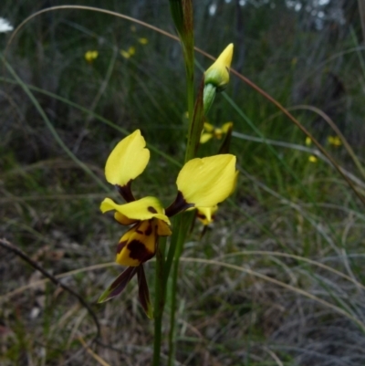 Diuris sulphurea (Tiger Orchid) at Queanbeyan West, NSW - 21 Oct 2021 by Paul4K