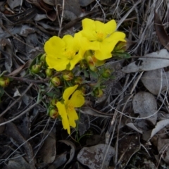 Hibbertia obtusifolia (Grey Guinea-flower) at Bicentennial Park - 21 Oct 2021 by Paul4K