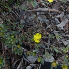 Hibbertia obtusifolia at Queanbeyan West, NSW - 22 Oct 2021