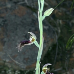 Calochilus platychilus (Purple Beard Orchid) at Molonglo Valley, ACT - 18 Oct 2021 by jb2602
