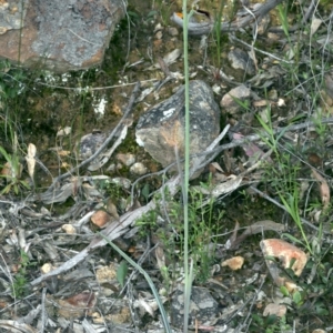 Calochilus platychilus at Molonglo Valley, ACT - suppressed