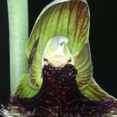 Calochilus platychilus at Molonglo Valley, ACT - suppressed