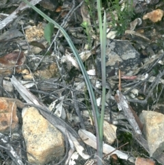 Calochilus platychilus at Molonglo Valley, ACT - suppressed