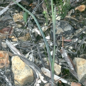 Calochilus platychilus at Molonglo Valley, ACT - suppressed