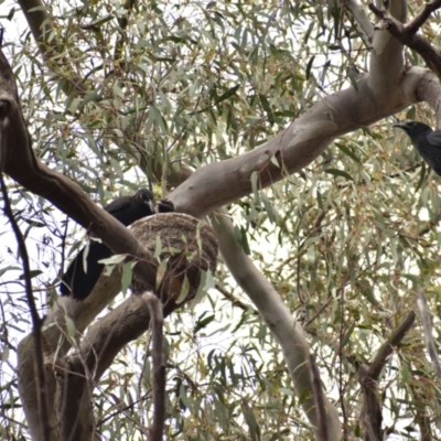 Corcorax melanorhamphos (White-winged Chough) at Currawang, NSW - 22 Oct 2021 by camcols