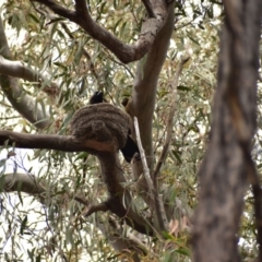 Corcorax melanorhamphos at Currawang, NSW - 22 Oct 2021
