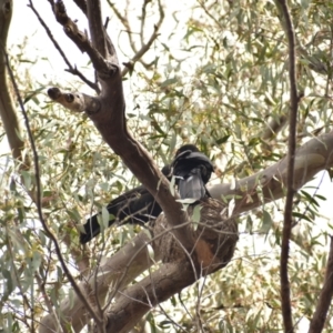 Corcorax melanorhamphos at Currawang, NSW - 22 Oct 2021