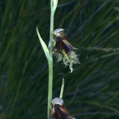 Calochilus platychilus (Purple Beard Orchid) at Molonglo Valley, ACT - 18 Oct 2021 by jb2602