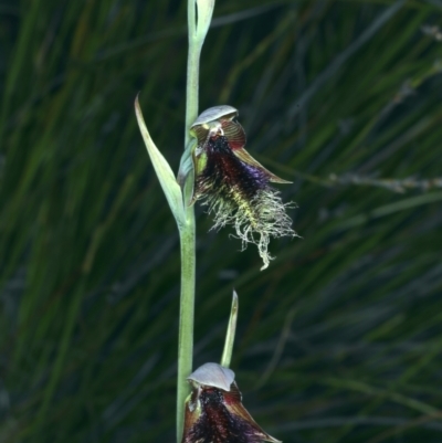 Calochilus platychilus (Purple Beard Orchid) at Molonglo Valley, ACT - 18 Oct 2021 by jb2602