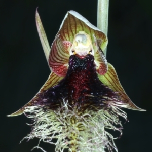 Calochilus platychilus at Molonglo Valley, ACT - suppressed