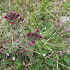 Parentucellia latifolia (Red Bartsia) at Mount Taylor - 21 Oct 2021 by BarrieR