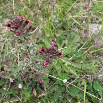 Parentucellia latifolia (Red Bartsia) at Kambah, ACT - 21 Oct 2021 by BarrieR