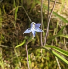 Thelymitra sp. (pauciflora complex) (Sun Orchid) at Klings Reserve - 21 Oct 2021 by ChrisAllen