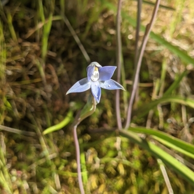 Thelymitra sp. (pauciflora complex) at Wodonga - 21 Oct 2021 by ChrisAllen
