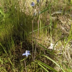 Thelymitra sp. (pauciflora complex) at Klings Reserve - suppressed